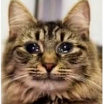 cool cats only!!(if ure not im going be so angry)
