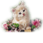 I love kittens <333