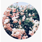 •Flower’s•