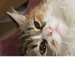 cat army!!!!!!!!!