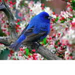 Bird's Are Life