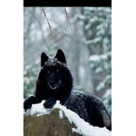Fox and wolf pack