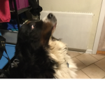 Help my dog