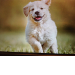 I Love Doggs