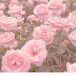 Flowers and promises
