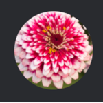 redzinnia