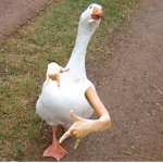 DuckPeople