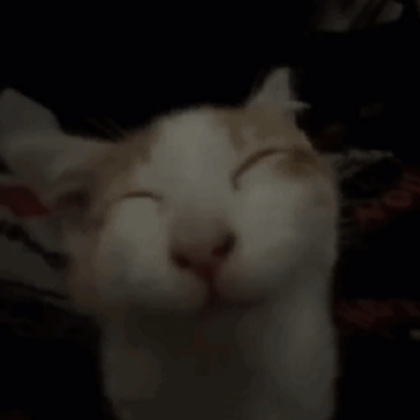 smiling cat (profile picture) Roblox item