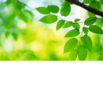 The plants revenge