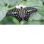Fluttering Friends!