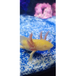 Cactus axolotl group