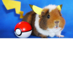 guinea pig group!!!