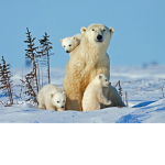 Save da polar bears