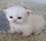 cat island clan