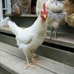 Team Chicken!!