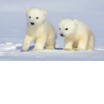 Polar Bear Apparel