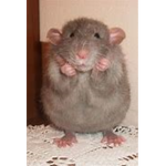 Rat Community! <3