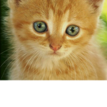 Kitty’s groups
