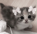 SillyKwitty