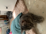 Kitties and more kittties