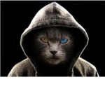 A cat is cute xD