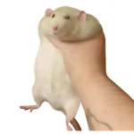 nombre pro xdxd