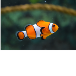 Teamfishes