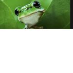 frogie are cool