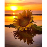 SunFlower Shopping