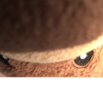 Cookie Bear :D