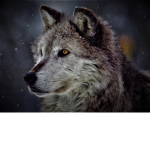 Wolf Nation Game's