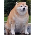 El Doge Mafia