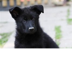 Adorable puppys