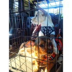 Sad-Caged-Animals