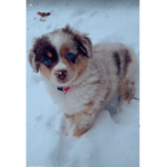 Doggies are so cute