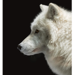 Arktic wolf Pack