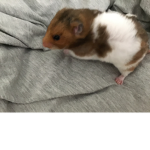 HAMSTER GROUP LOL
