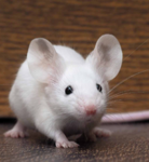 Mousegames