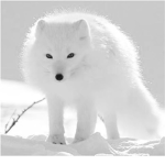 ArcticFox Kingdom