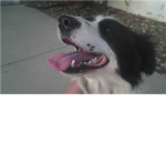 PUPPY LOVERS:) !!!!!!!!!!!