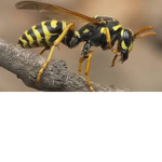 The WASPS AND BEES