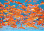 The fishiverse