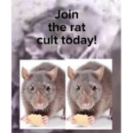 [- Rat Cult -]