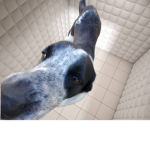 My dogg