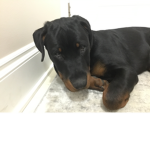 Cute puppies and dogs!