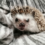 ~Lazy Potatos~