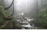 Rainy forest!