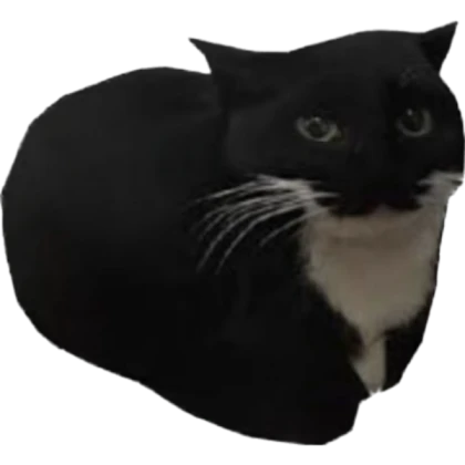 Maxwell the cat