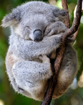 Baby koala I.N.C