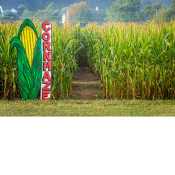 The Haversters corn maze (DAY)
